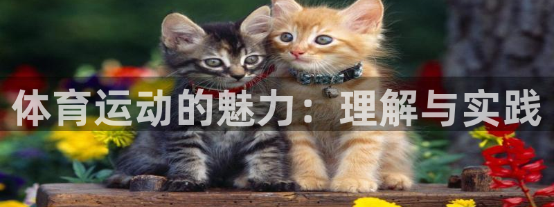 一竞技官方正版app五金厂：体育运动的魅力：理解与实
