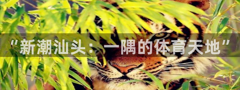 一竞技官网下载是干嘛的公司：“新潮汕头：一隅的体育天地”