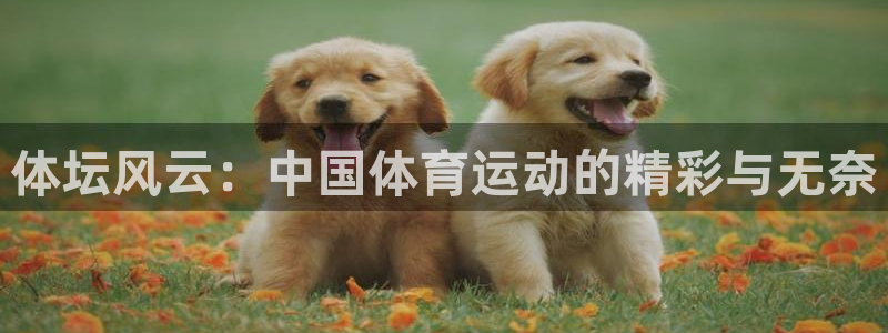 一竞技APP官方下载：体坛风云：中国体育运动的精彩与无奈